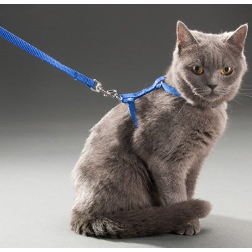 Kedi Tasması — görsel 5